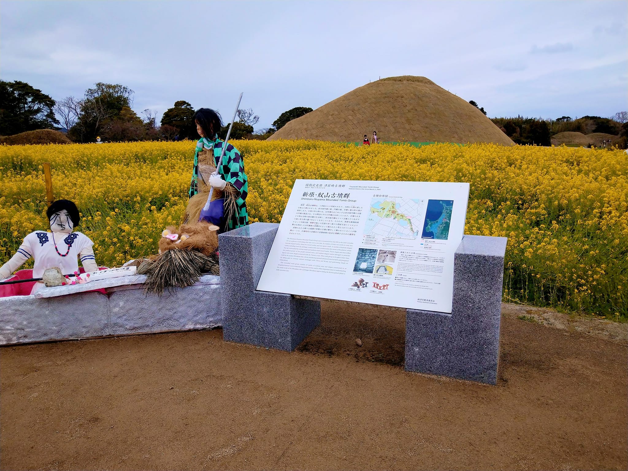 新原・奴山古墳群の菜の花が見頃です