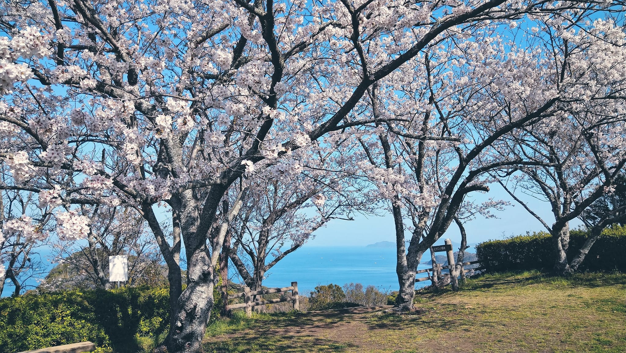 大峰山は桜が満開です