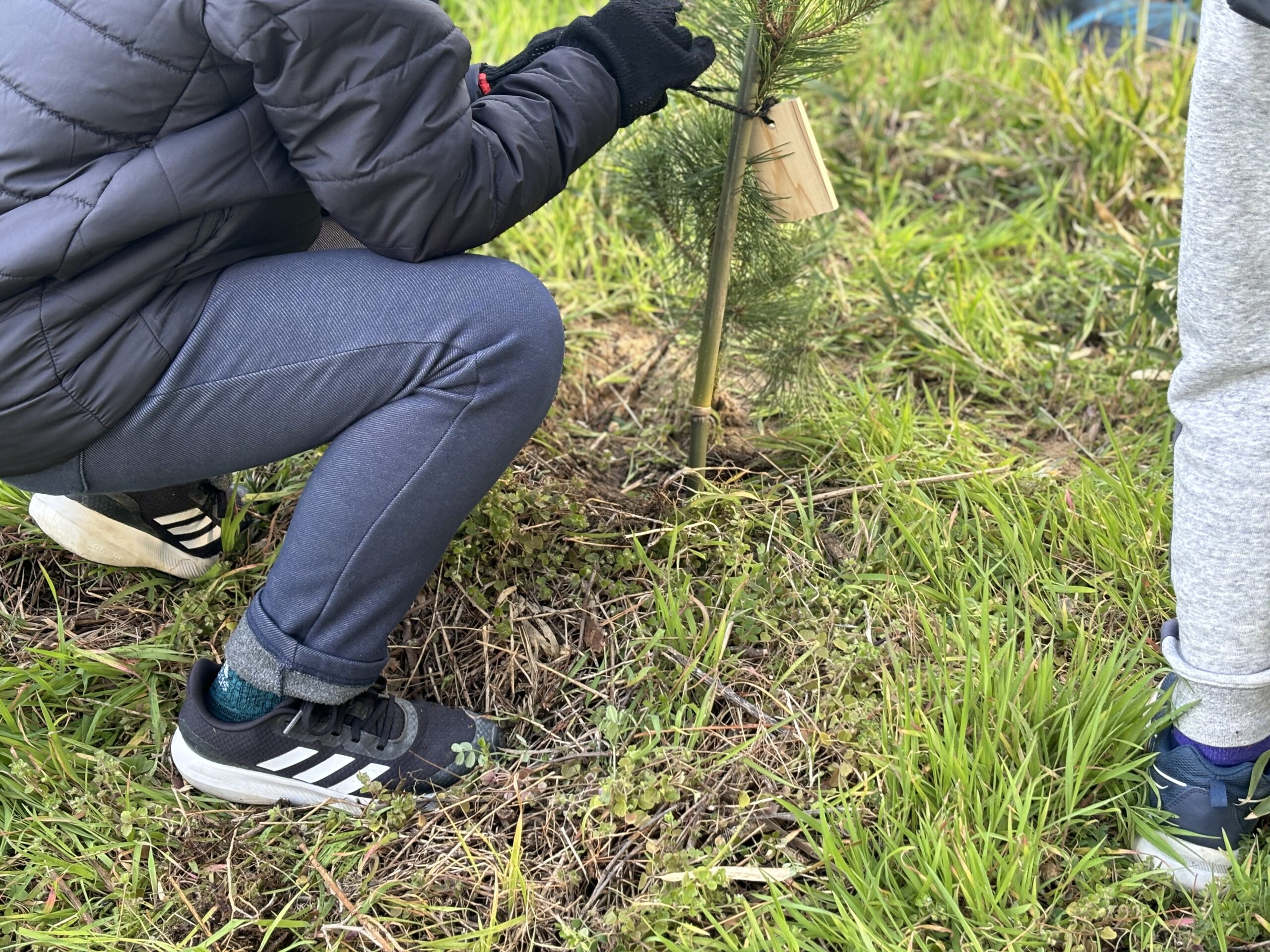 未来につなぐ松林の植樹
