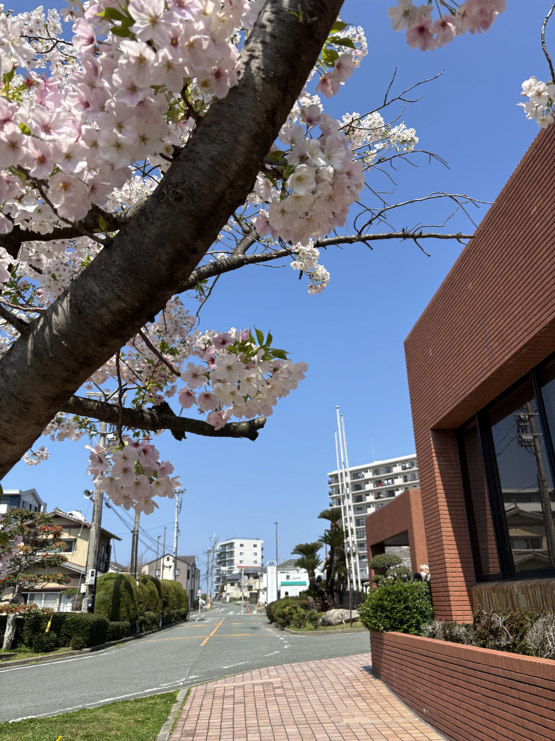 福津市役所の桜が見頃です🌸市役所窓口混雑の状況をチェック